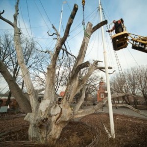 Рановато давать дуба Рановато давать дуба