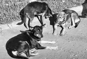 Бездомные животные – бич не только для горожан Бездомные животные – бич не только для горожан