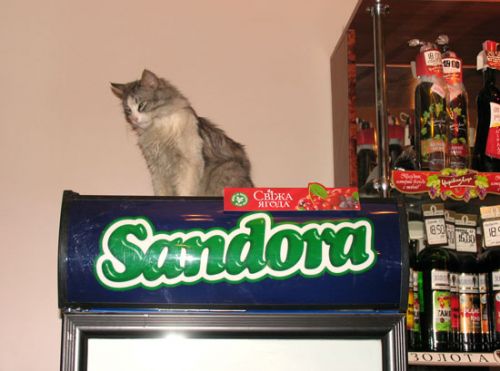 Нашествие котов